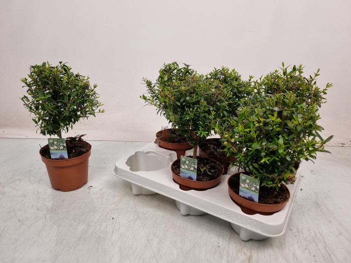 <h4>MYRTUS COM</h4>