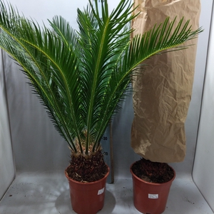 CYCAS REVOLUTA