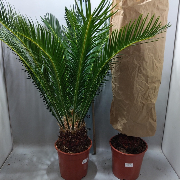 <h4>CYCAS REVOLUTA</h4>