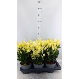 Euonymus japon. 'Himalaya'