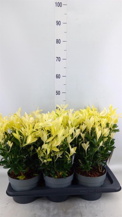 <h4>Euonymus japon. 'Himalaya'</h4>