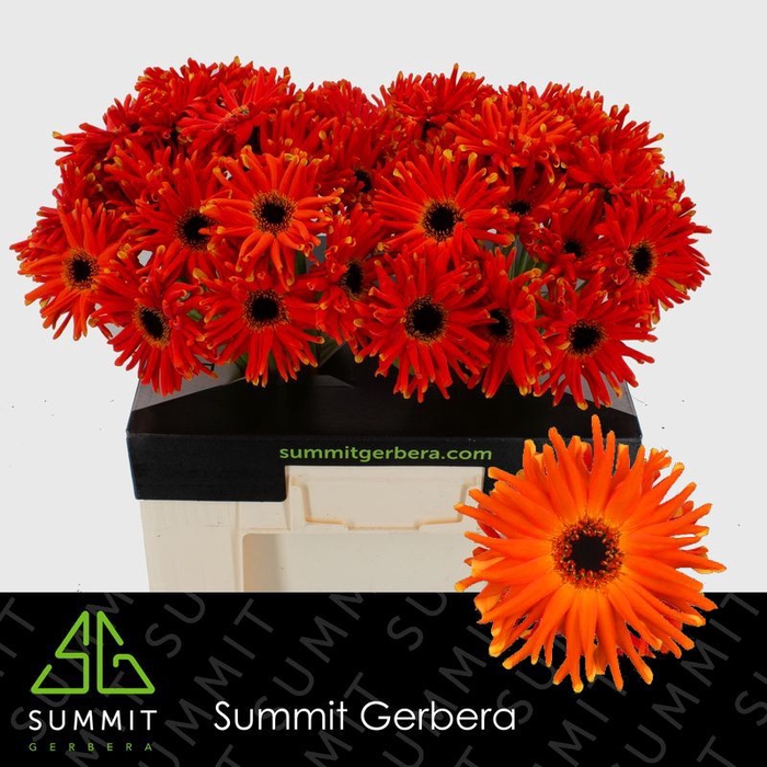 Gerbera Pastini Emilia Water