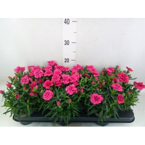 Dianthus  'Super Trouper Oscar'