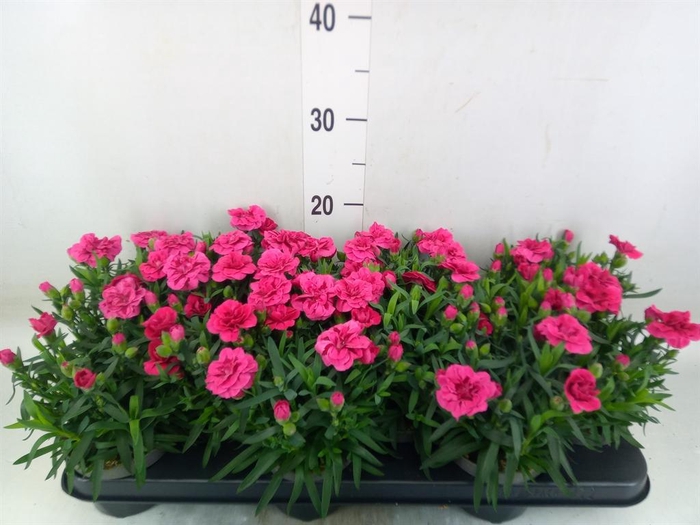 <h4>Dianthus  'Super Trouper Oscar'</h4>