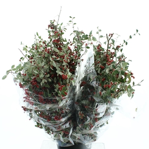 Cotoneaster 200 Gram