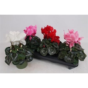 ** Cycl Gr Sup Vintro ** Winter Promo **