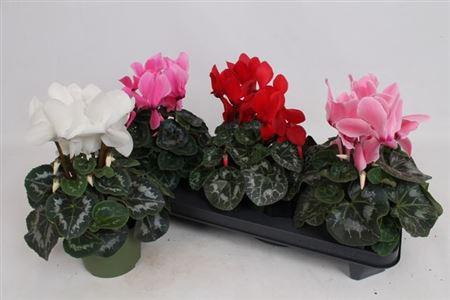 ** Cycl Gr Sup Vintro ** Winter Promo **