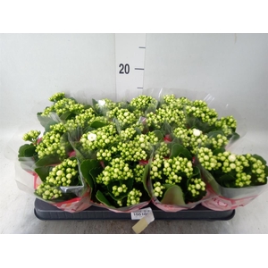 Kalanchoe blos. 'Calandiva Whites'