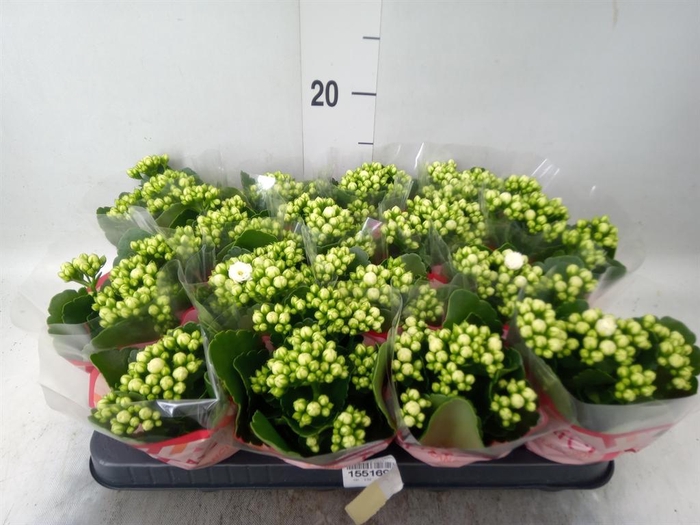 <h4>Kalanchoe blos. 'Calandiva Whites'</h4>