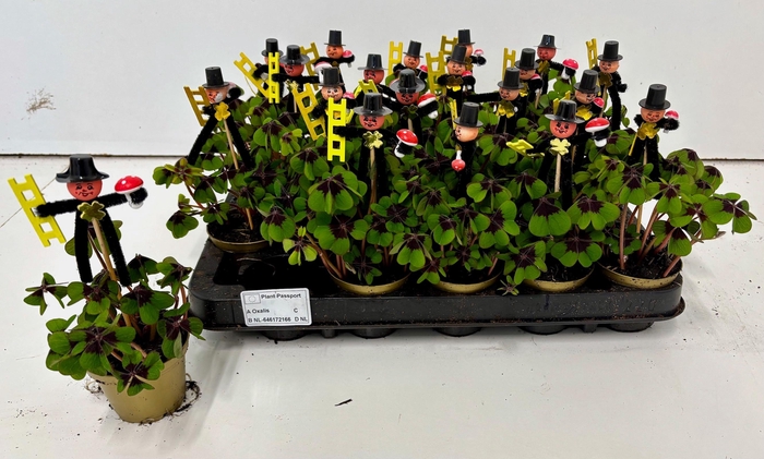 <h4>OXALIS DEPPEI</h4>