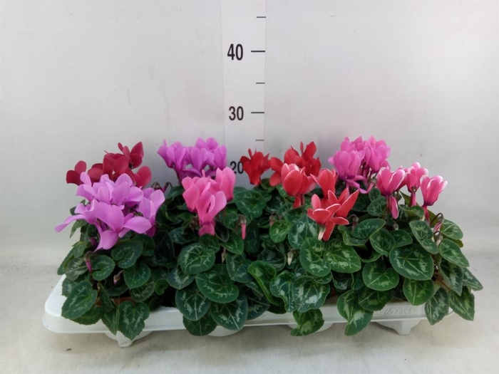 <h4>Cyclamen MD 'Allure'</h4>
