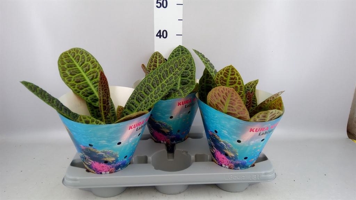 <h4>Labisia obtusifolia 'Kura Kura'</h4>