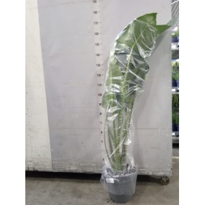 Alocasia zebrina