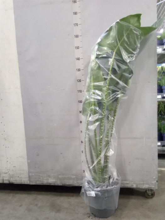 <h4>Alocasia zebrina</h4>