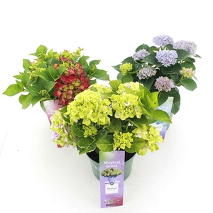 Hydrangea macr. Magical® MIX C3.5 (20cm.) Kn.