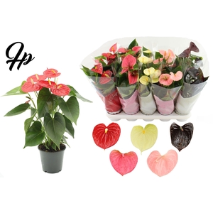 Anthurium 12 cm 5 color Specialty mix in Couture sleeve