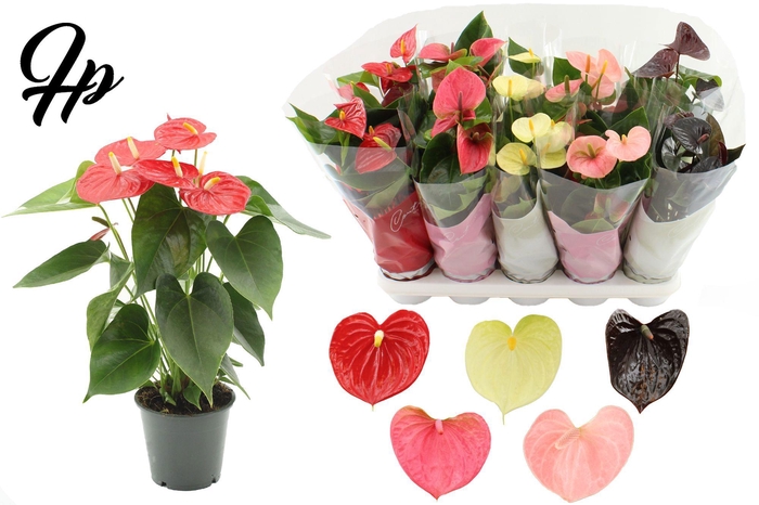 <h4>Anthurium 12 cm 5 color Specialty mix in Couture sleeve</h4>