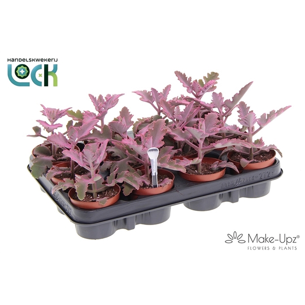 <h4>Kalanchoe Beharensis Make Upz Roze</h4>