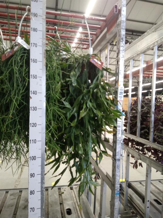 <h4>Rhipsalis elliptica</h4>