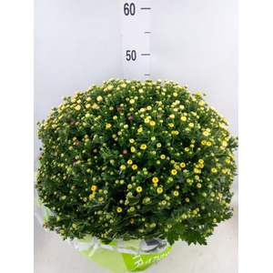 Chrysanthemum  'GardM Carnaval'