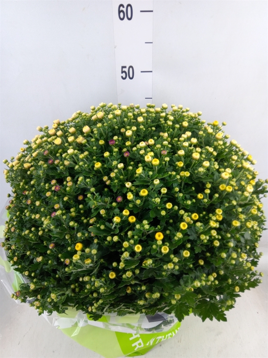 <h4>Chrysanthemum  'GardM Carnaval'</h4>