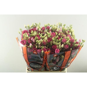 Eust G Rosita Red