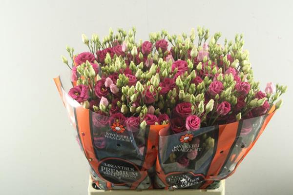 <h4>Eust G Rosita Red</h4>