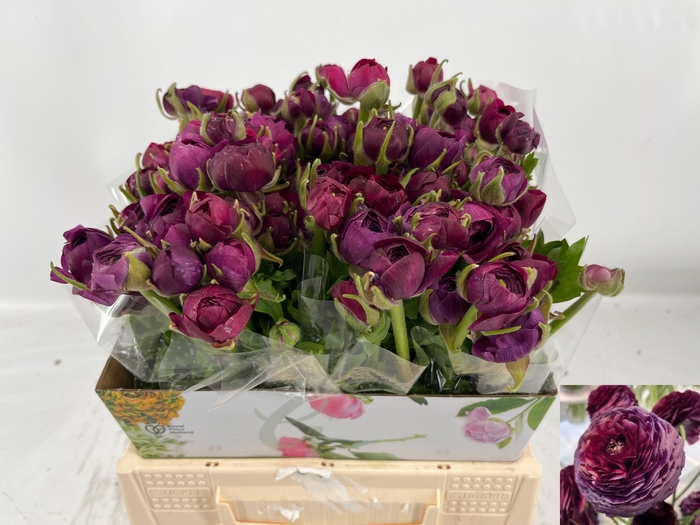 <h4>RAN AM VIOLINE</h4>