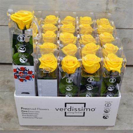 <h4>Pr 3 Mini Amorosa Yellow</h4>