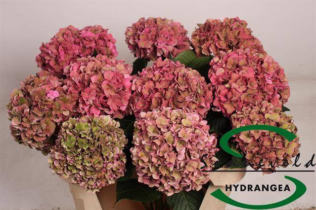 <h4>HYDR M CH RODEO CL</h4>