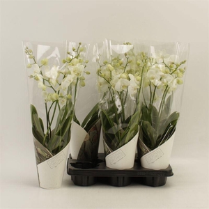 PHAL AN INVERNESS