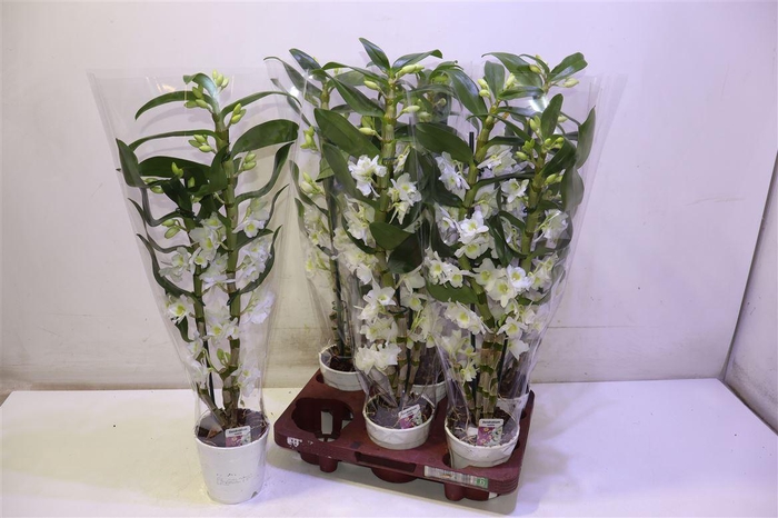 <h4>arr8 Dendr N Sc Apollon</h4>