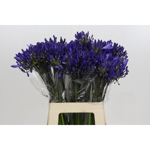 Agapanthus Eyfori Blue