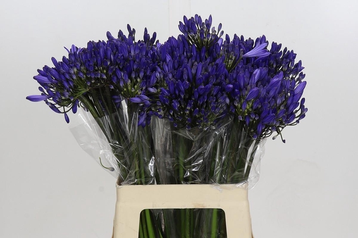 <h4>Agapanthus EYFORI Blue</h4>