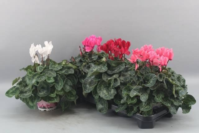 <h4>CYCL GR SUP XL</h4>