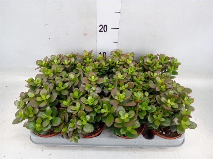 <h4>Crassula ovata 'Minor'</h4>