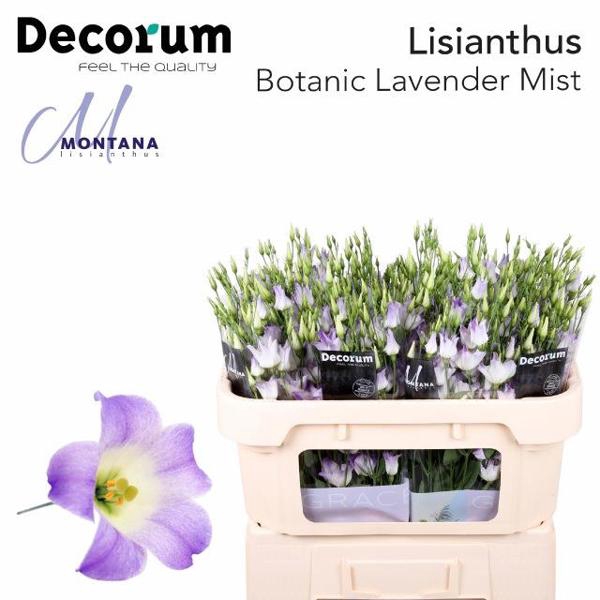 <h4>Eust Botanic Lavender Mistycal Montana</h4>