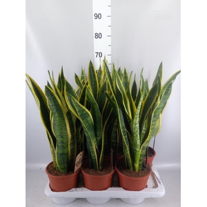 Sansevieria trifa. 'Laurentii'