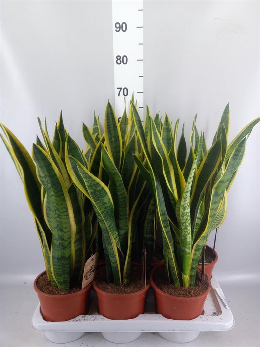 <h4>Sansevieria trifa. 'Laurentii'</h4>