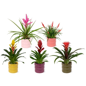 Bromelia Adventure Bubbles 12cm
