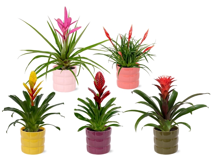 <h4>Bromelia Adventure Bubbles 12cm</h4>