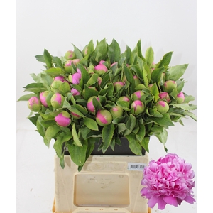 PAEO L MR JULES ELIE