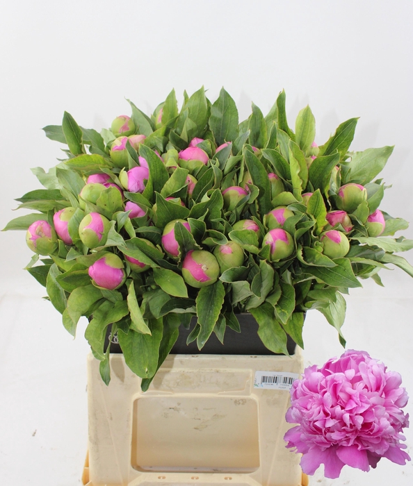 <h4>PAEO L MR JULES ELIE</h4>