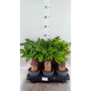 Pachira aquatica