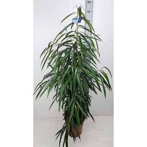 Ficus Binnendijkii Alii 27Ø 150cm 3pp