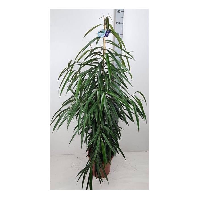 <h4>Ficus Binnendijkii Alii 27Ø 150cm 3pp</h4>