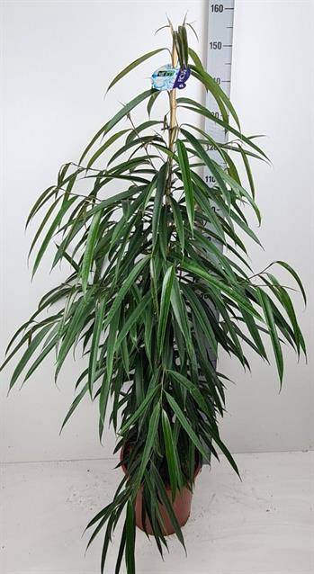 Ficus Binnendijkii Alii 27Ø 150cm 3pp