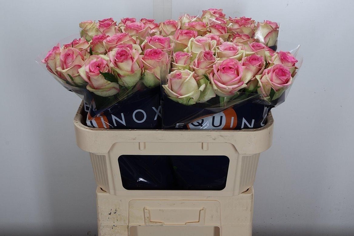 <h4>R Gr Bloosz</h4>