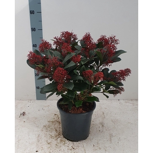 Rubella 21cm 30+ bloem