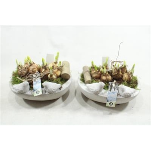 21023 OVAAL VOGELSCHAAL TETE